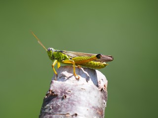 イナゴ