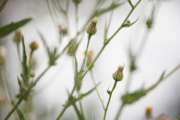 dandelion field on a natural foggy background.