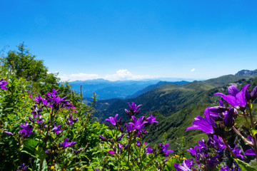 Obraz premium belli fiori campanelli viola in montagna alpi
