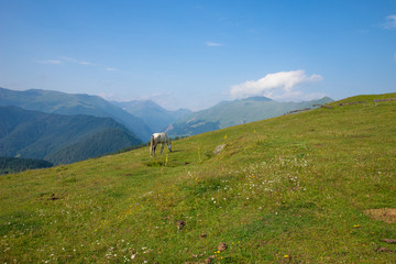 White horse grazing on the green Alpine meadows high in the mountains, the environment, farming concept