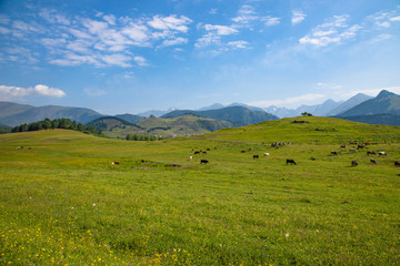 Fototapeta na wymiar Cows graze on green Alpine meadows high in the mountains, healthy food and ecology concept
