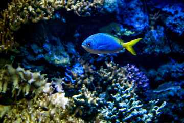Naklejka na ściany i meble Bright sea blue fish on coral background.