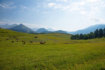 Cows graze on green Alpine meadows high in the mountains, healthy food and ecology concept