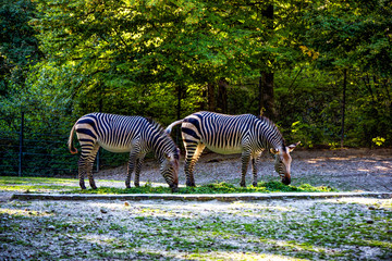Nice African zebras grazing in forest.