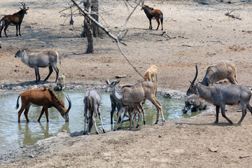 Naklejka na ściany i meble Several antelope species at waterhole in Malawi