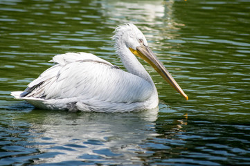 pelican