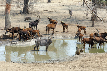 Naklejka na ściany i meble mixed antelope herd at waterhole in dry season