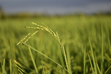 The ears of rice emerge in the green fields