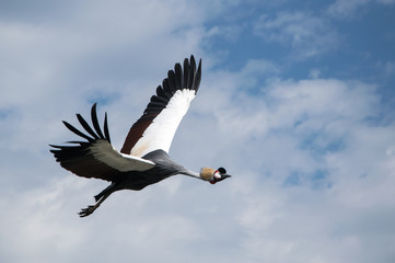 le plus grand oiseau tropical avec une crête