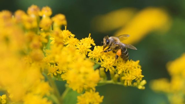 Small hard working bee gathering pollen during sunny summer day