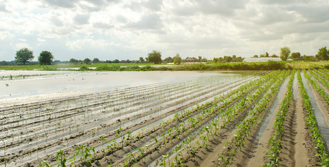 Fototapeta na wymiar Agricultural land affected by flooding. Flooded field. The consequences of rain. Agriculture and farming. Natural disaster and crop loss risks. Ukraine Kherson region. Selective focus