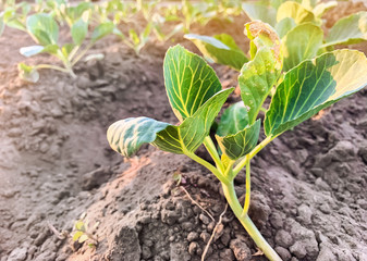 A cabbage bush with dry diseased leaves grows in a field. Agriculture and farming. Agribusiness. Selective focus
