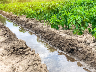 Irrigation of pepper plantations in the field. Traditional natural watering. Eco-friendly products. Agriculture and farmland. Crops. Growing organic vegetables.
