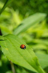 Single tiny ladybug siting on a leaf