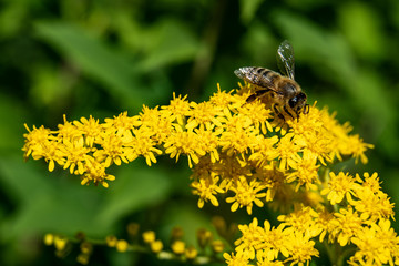 Small hard working bee gathering pollen during sunny summer day