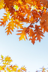 fall maple leaves