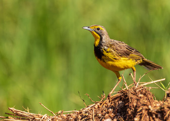 Yellow Throat Long Claw, Uganda, Africa 