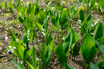 may-lily in the green field blooming in spring