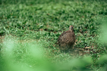 Pheasant standing on green grass