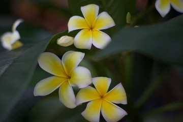 frangipani tropical flower