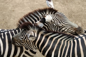 Fototapeta na wymiar Tow zebras from close, Pécs Zoo, Hungary