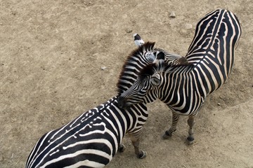 Fototapeta na wymiar Two zebras in Pécs Zoo, Hungary