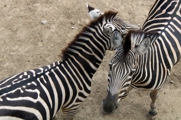 Fototapeta na wymiar Zebras in Pécs Zoo, Hungary