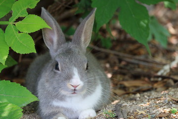 暑さをしのぐウサギ