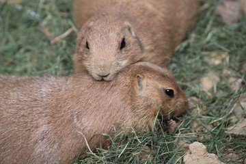 Prairie-dogs in Pécs Zoo, Hungary