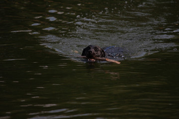 Fototapeta premium labrador water dog cute dogmodel