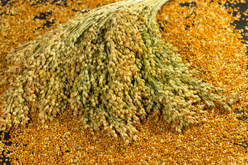 Sprigs of red millet and grain millet close-up.