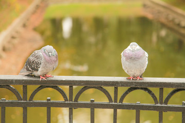 frozen pigeon sit on the fence of the bridge in the city Park in the autumn