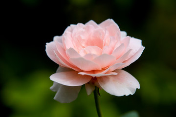 Fototapeta premium Pink roses on a green bush summer