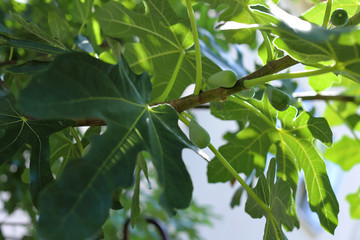 Fig tree. Ripe fig fruits on tree branch.Green figs in a sunny day.Growing fig fruit