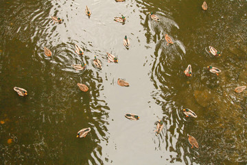 nmice many ducks swim in the lake in the city Park