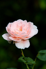 Pink roses on a green bush summer