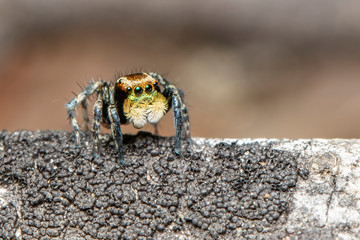 Image of jumping spiders (Salticidae) on a natural background., Insect. Animal.