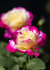 Two colors roses in the garden