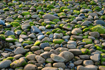 Plage de galets avec des algues