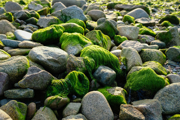 Algues sur des galets