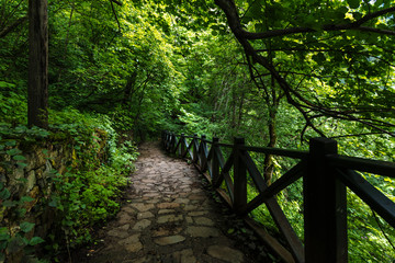 Path in a dark green forest