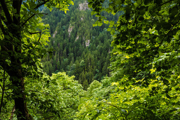 Fototapeta na wymiar Green window in the forest