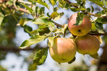 Apple tree with three growing apples.