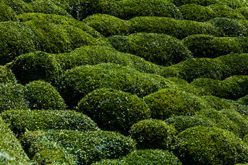 Tea Gardens Of Rize