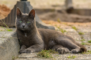 Eine graue Katze liegt neben einem Bordstein 
