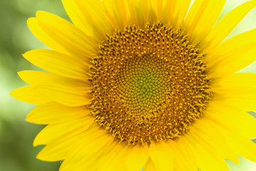Detail of sunflower flowerhead with florets