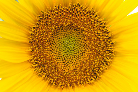 Detail of sunflower disk with sacred geometry pattern