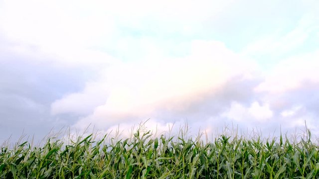 Corn crops moving in the wind during a summer evening with clouds in the distance and copy space above.