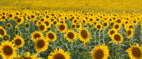 Summertime yellow meadows landscape in sunflowers plantation in Spain