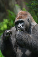 Lowland western gorilla